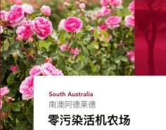 澳洲高端美妝品牌Jurlique茱莉蔻，成功入駐圣悅詩(shī)國(guó)際連鎖系統(tǒng)